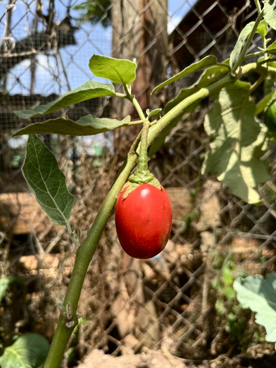 PELUM Uganda tweet media