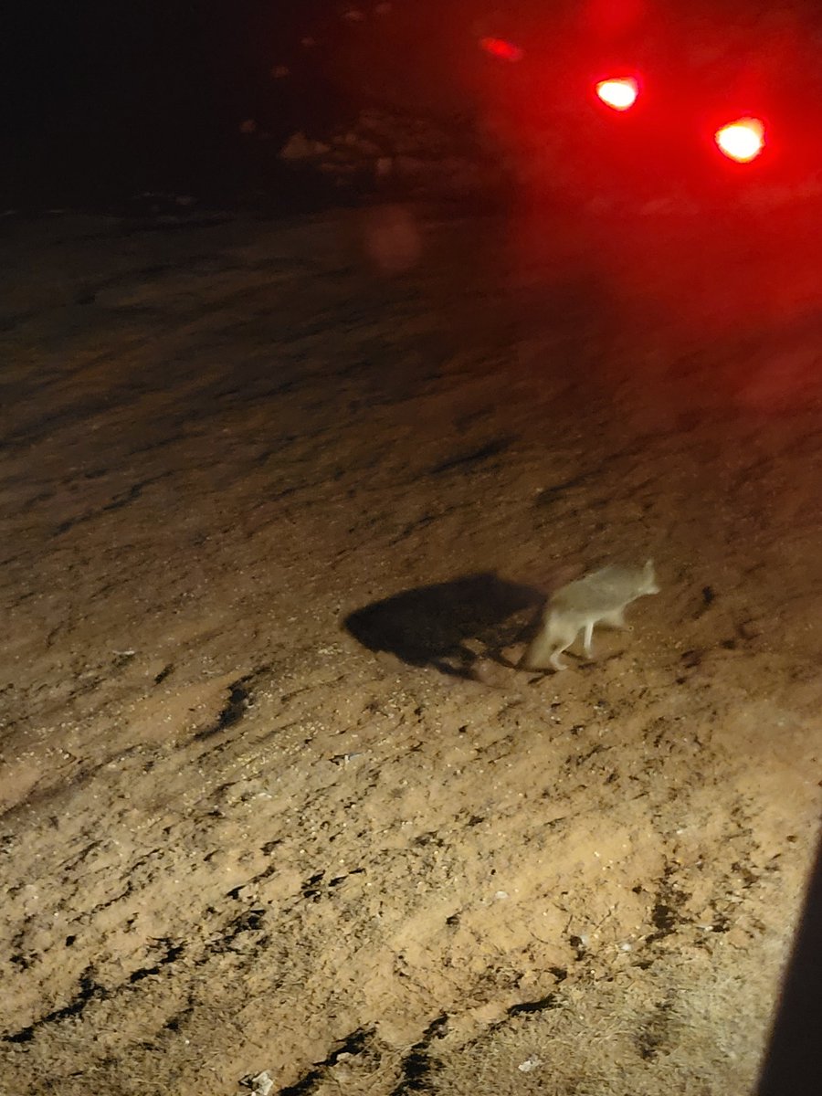 TheSaltyPep tweet media