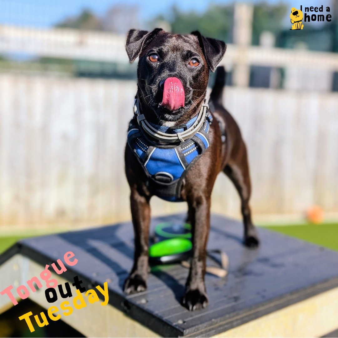 Dogs Trust Cardiff tweet media