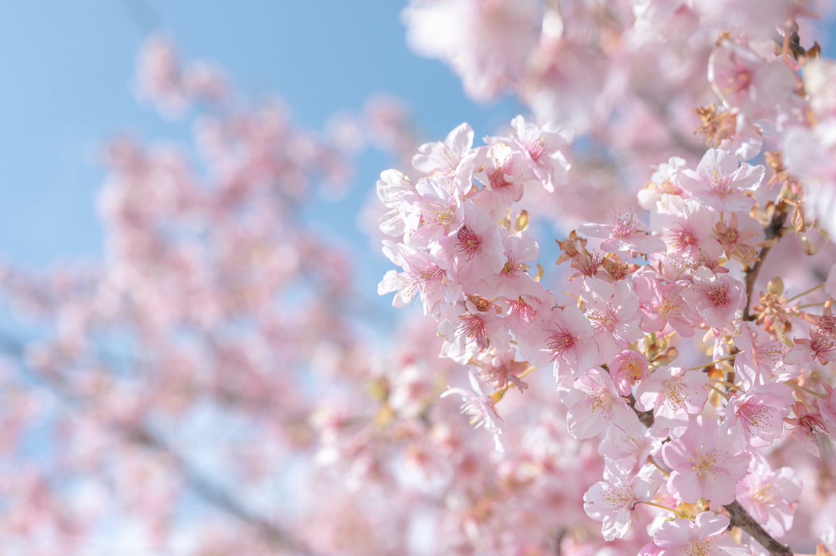 おいも tweet media