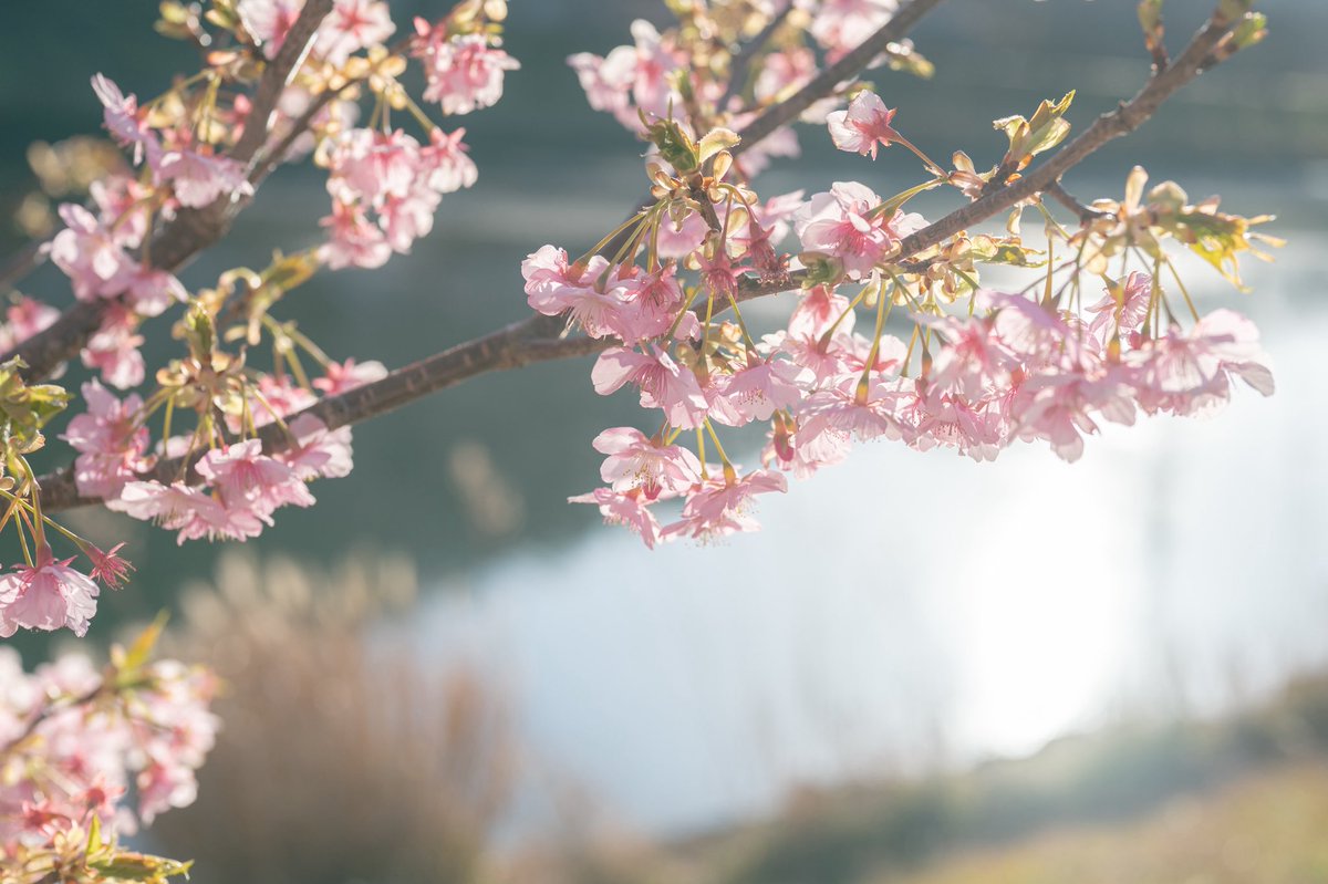 おいも tweet media