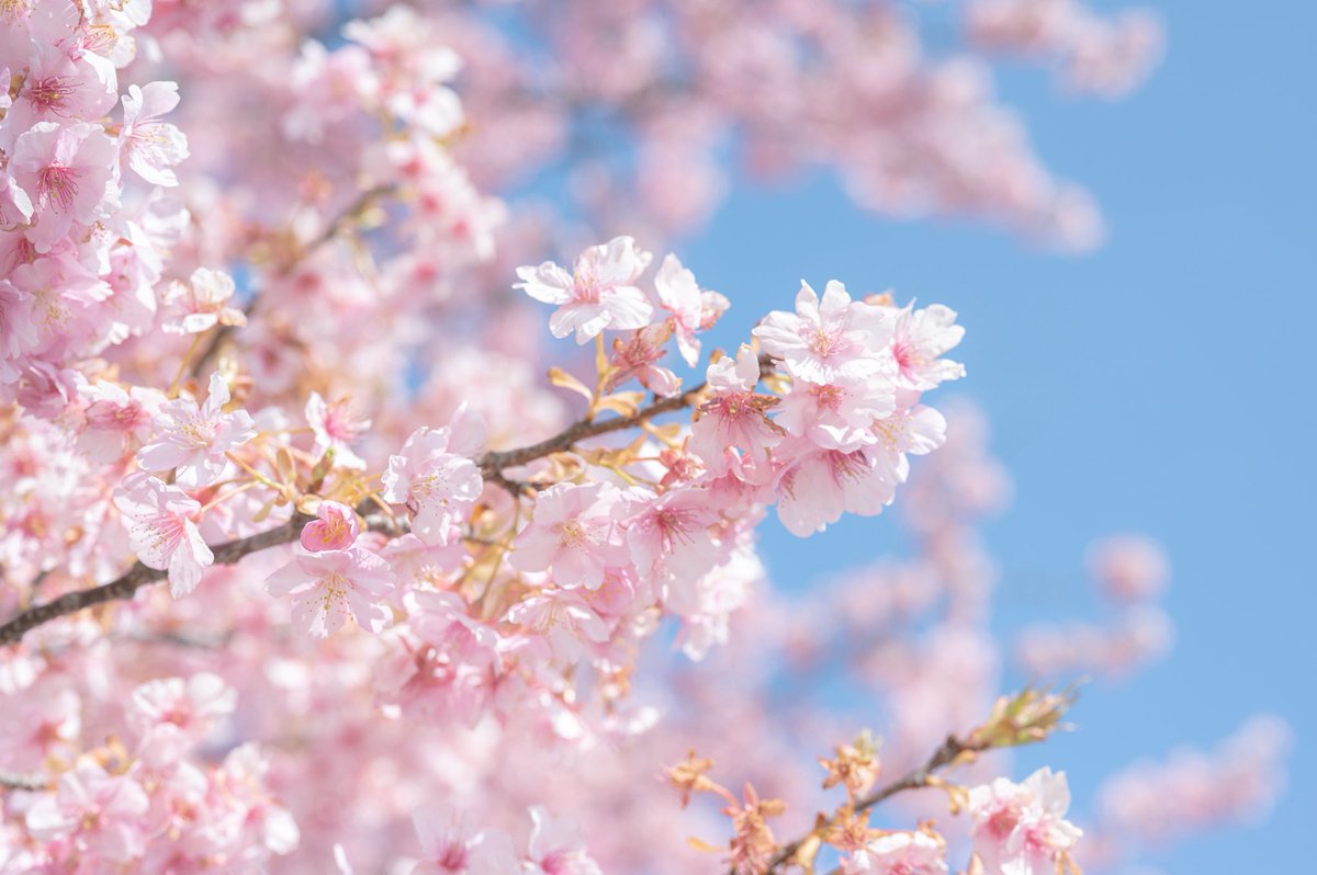 おいも tweet media