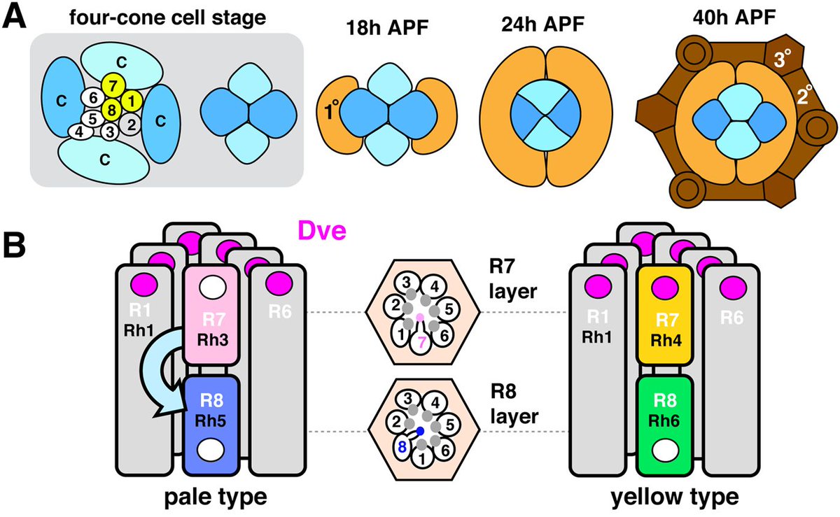 Biology Open tweet media