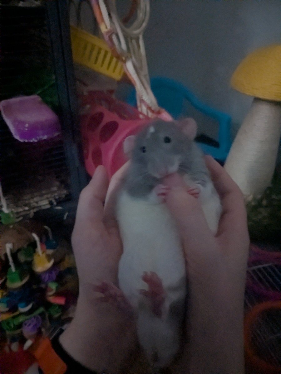 StabbyDraws—🔞—🧡🐀🐿️🦆 tweet media