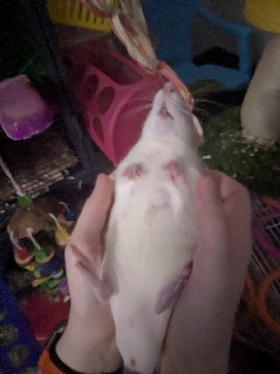 StabbyDraws—🔞—🧡🐀🐿️🦆 tweet media