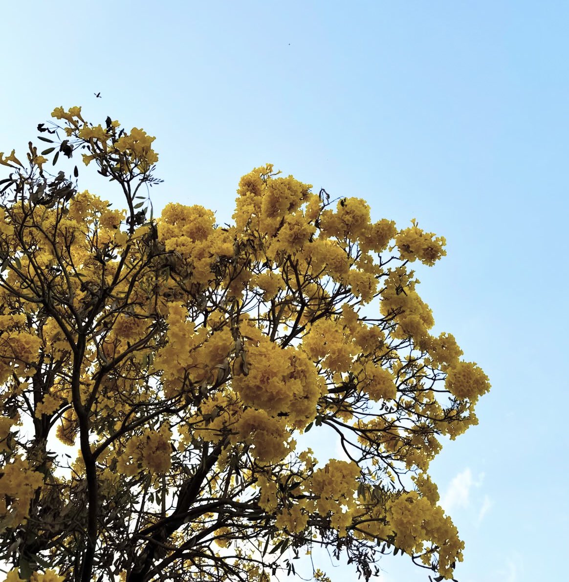 Pranjali tweet media