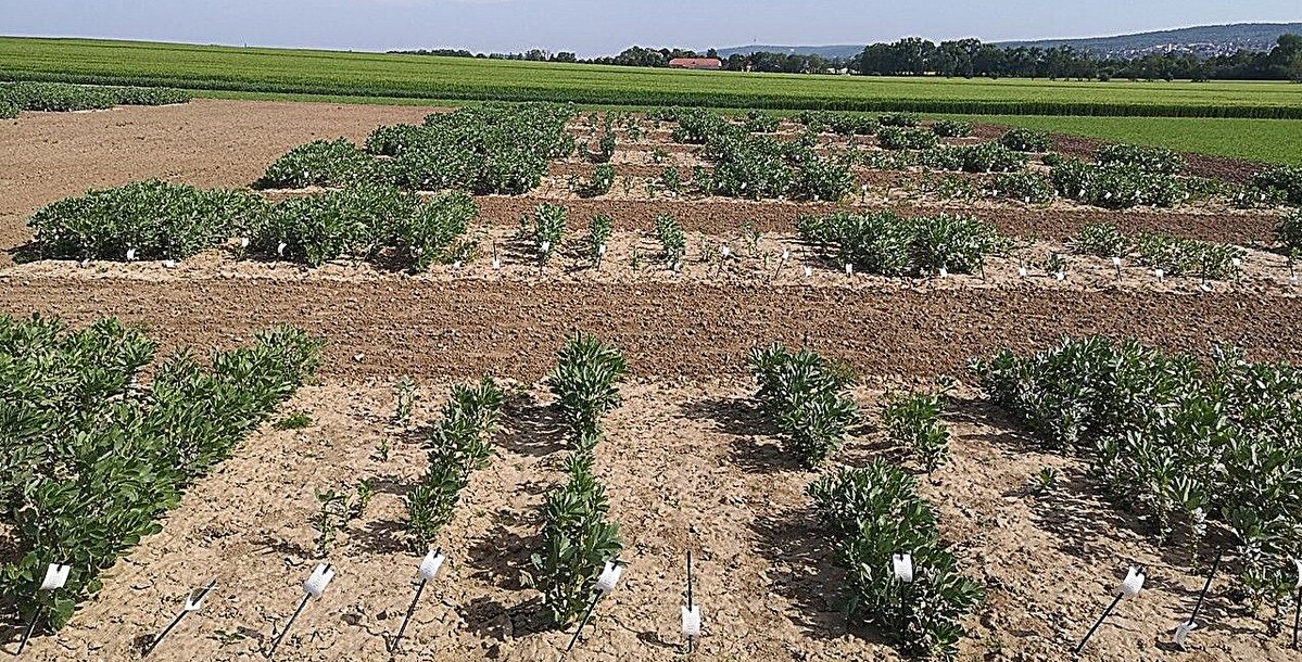 Euroseeds tweet media