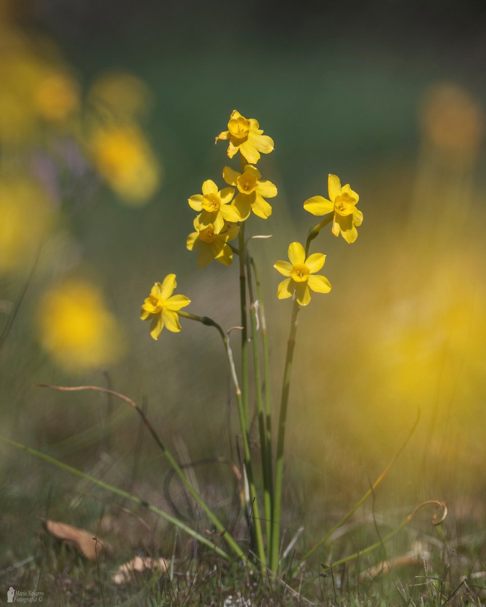 Mario Navarro tweet media