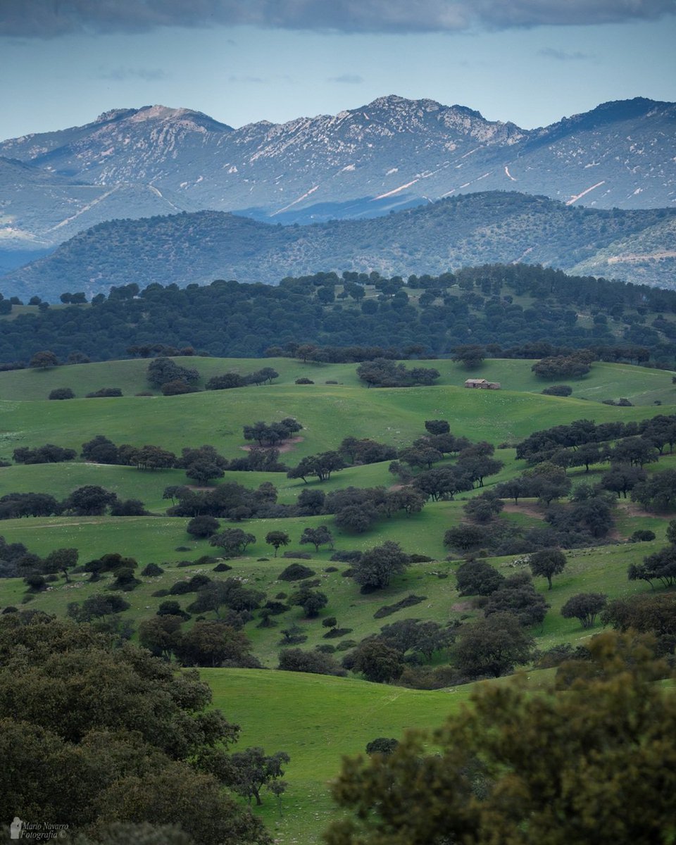 Mario Navarro tweet media