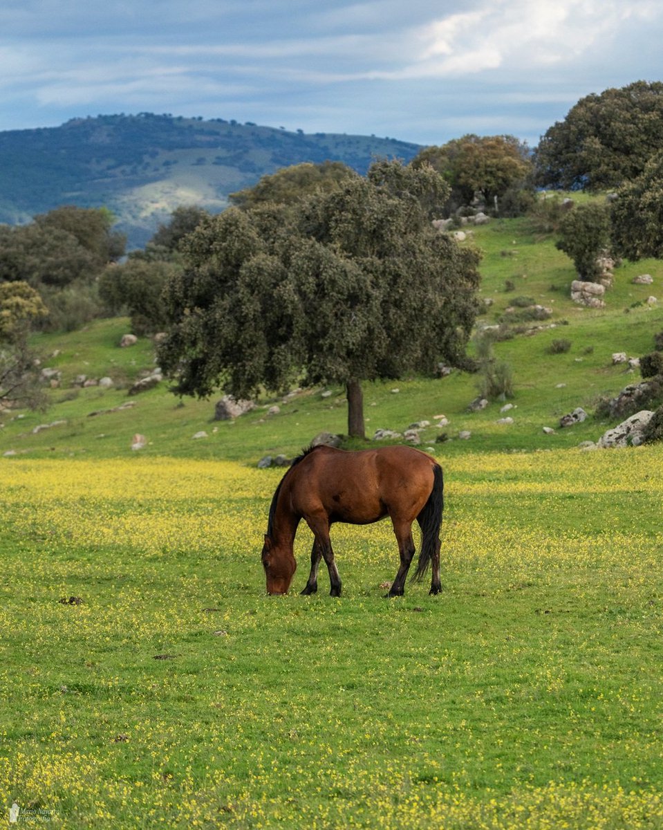 Mario Navarro tweet media