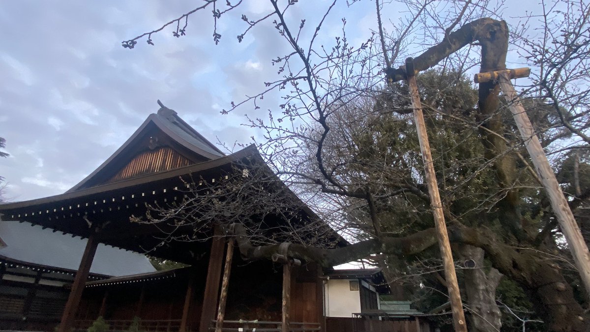 Yass713's tweet photo. まもなく🌸開花宣言🌸
#靖国神社 #九段下 #桜咲く　
#19th https://t.co/K8lbjvLvXs