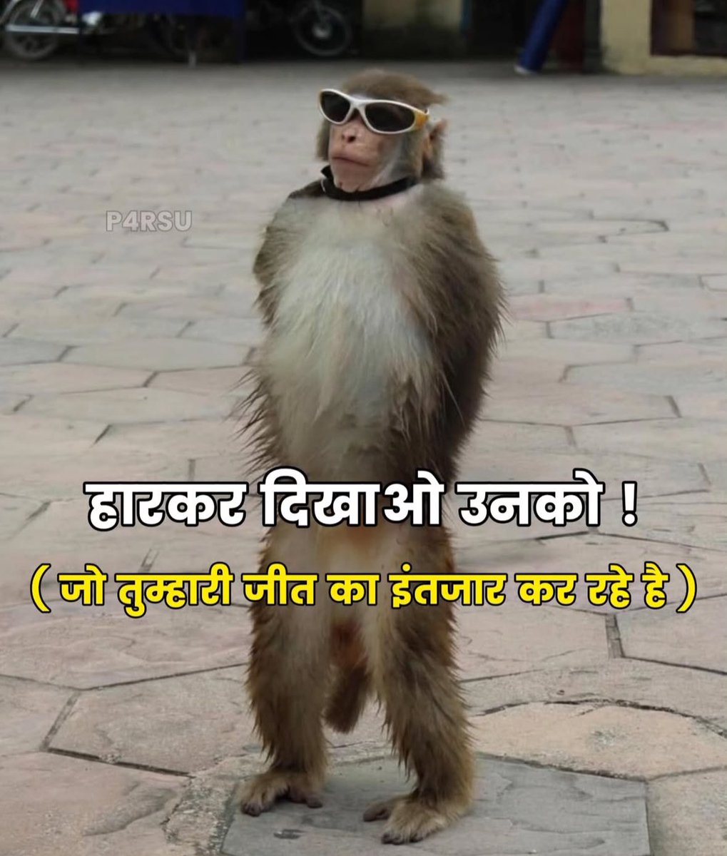 HAMSTER🐹 tweet media