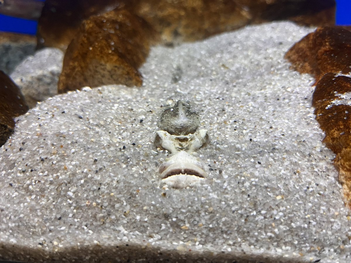 シン・マリホ水族館 tweet media