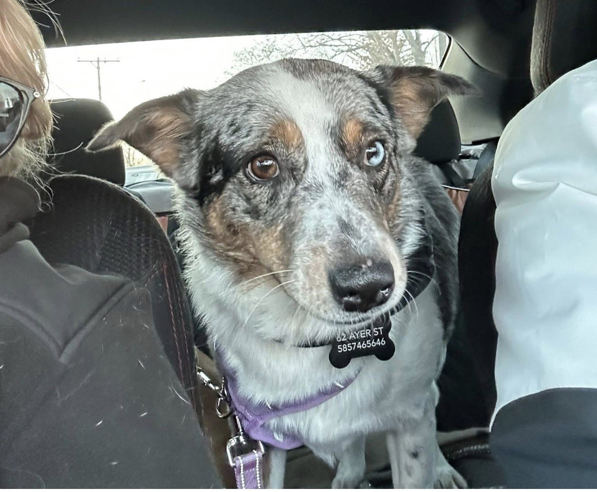 South Texas Animal Rescue Group, AKA STAR Group tweet media