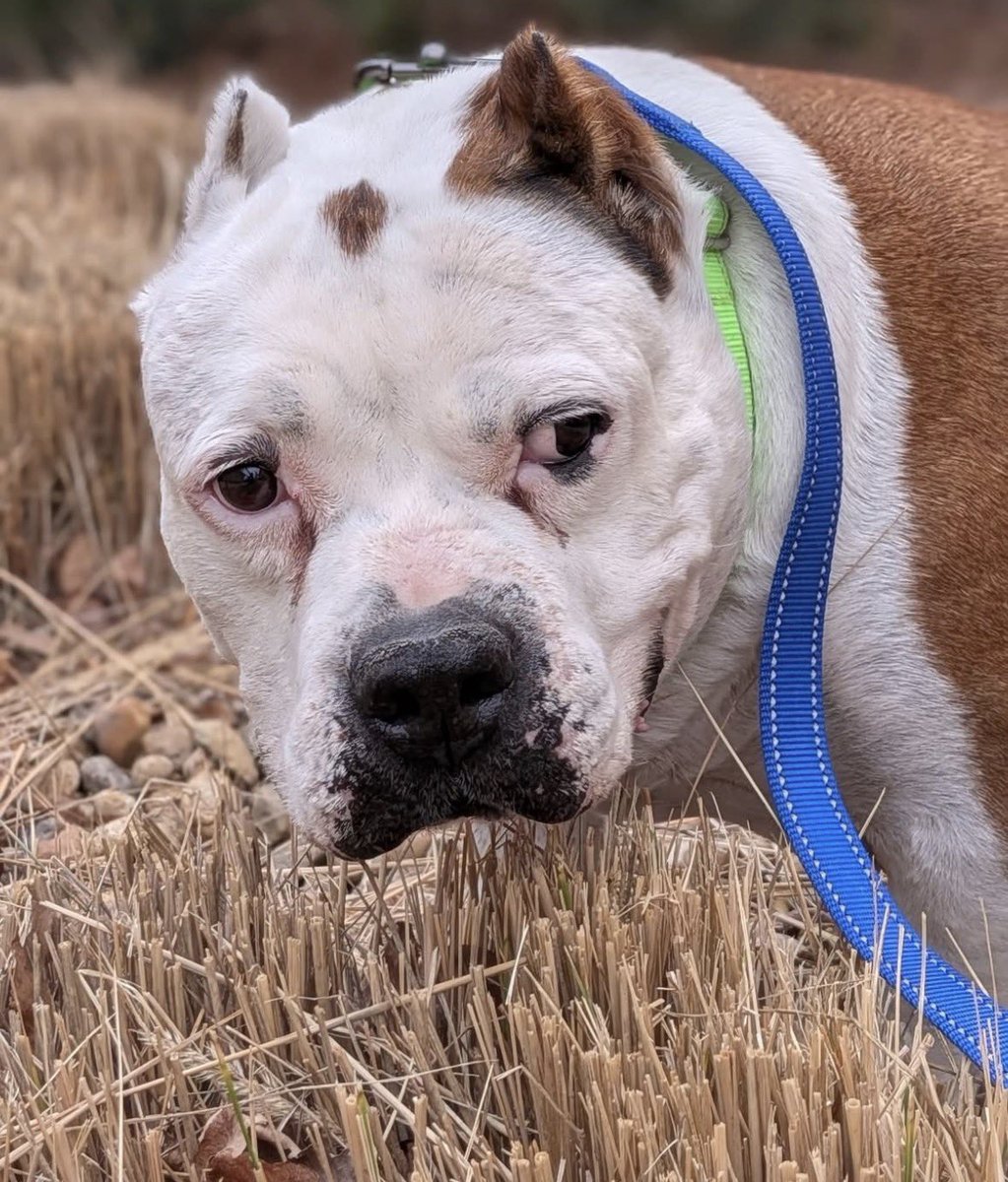 South Texas Animal Rescue Group, AKA STAR Group tweet media