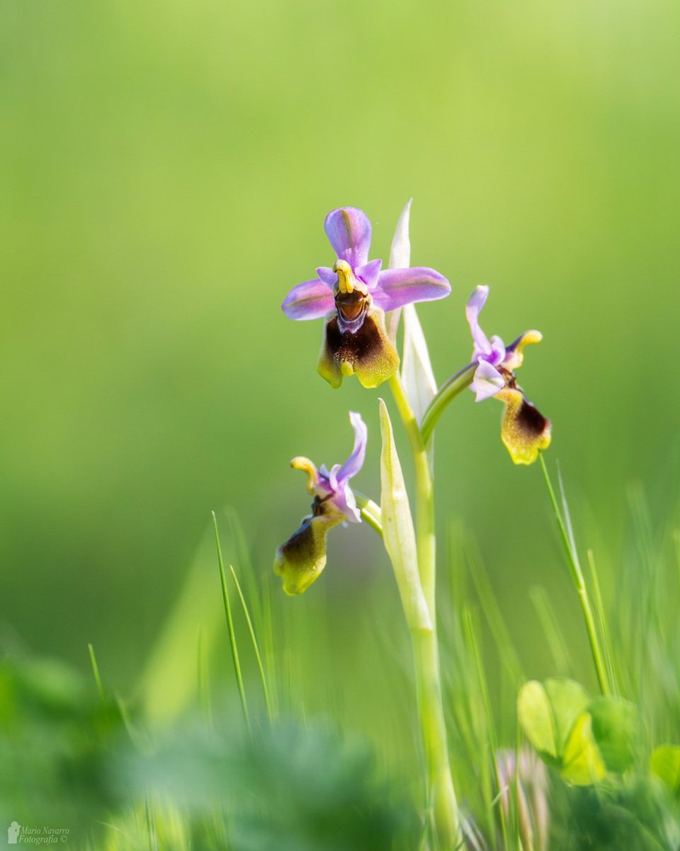 Mario Navarro tweet media