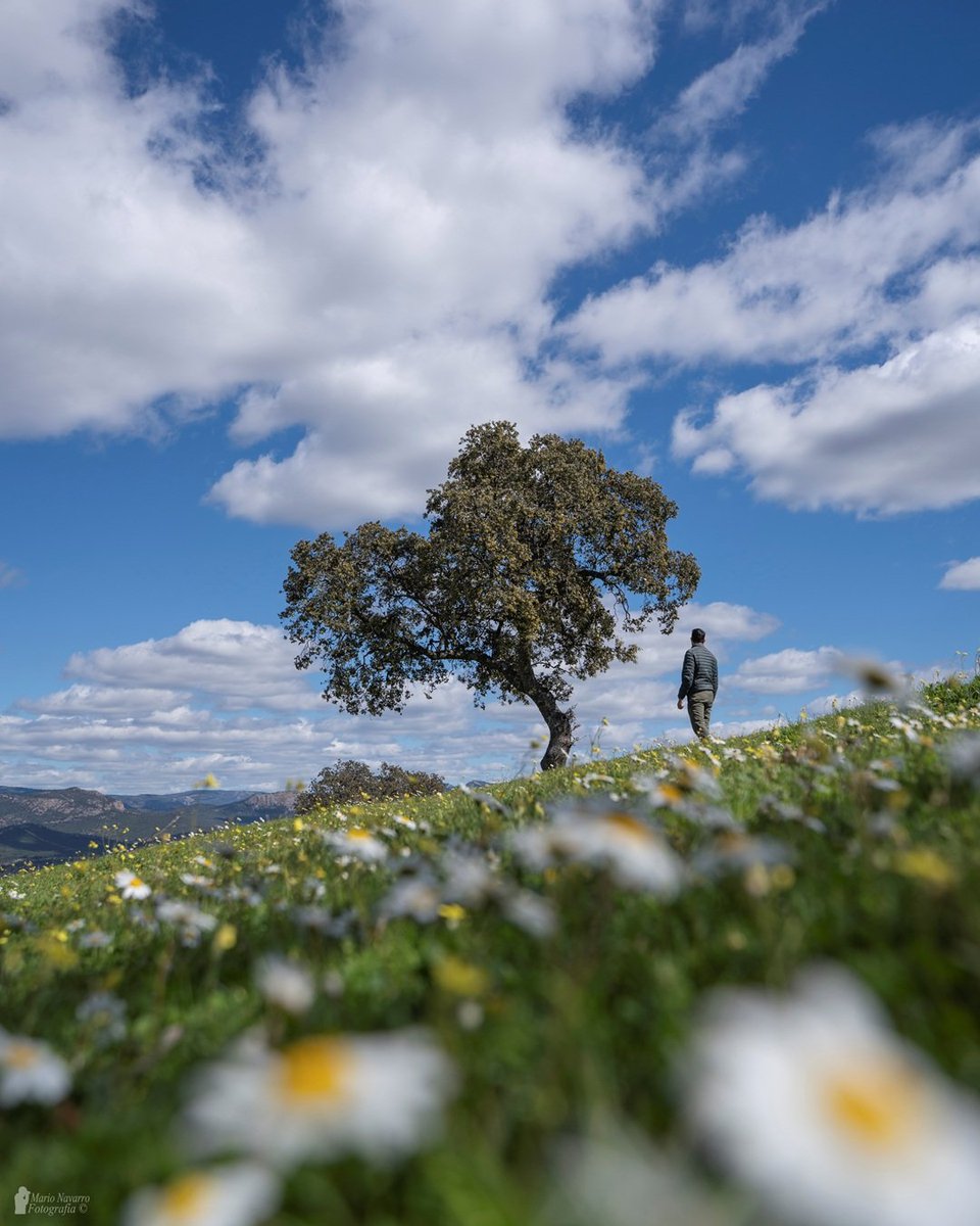 Mario Navarro tweet media