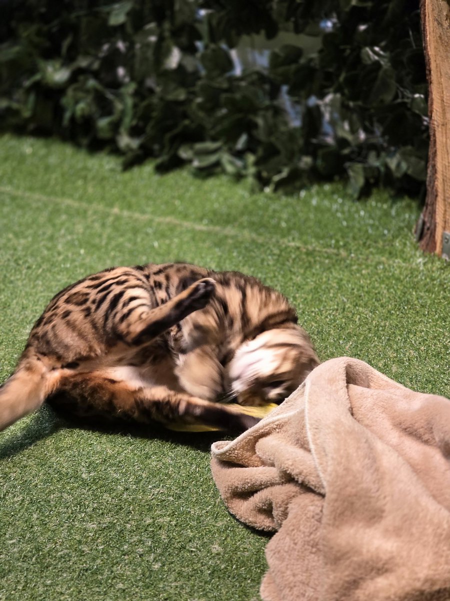 GuiltyWereWolf ⛓️🐺 tweet media