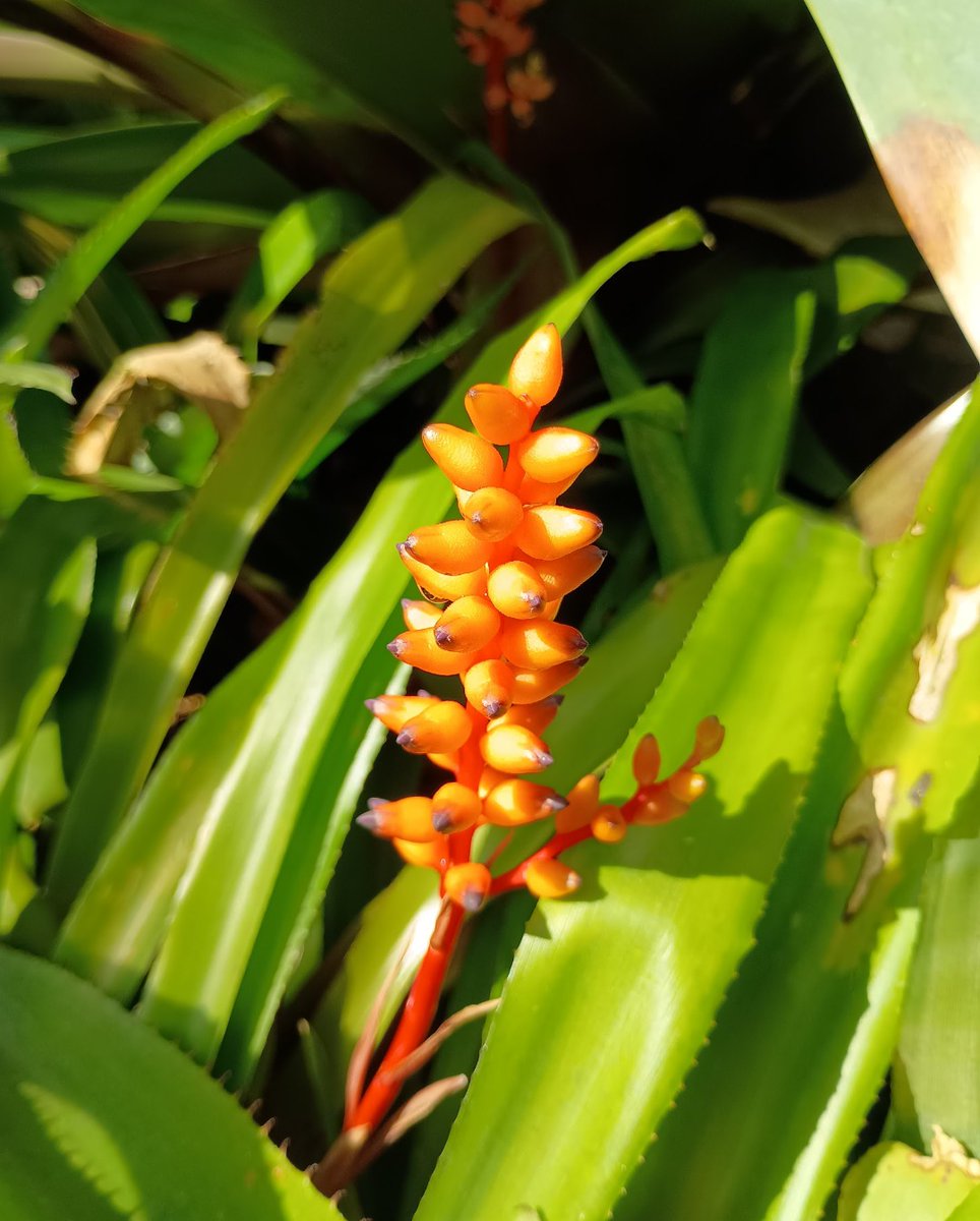 こんばんは 京都府立植物園観覧温室 2月 #ミカドアナナス