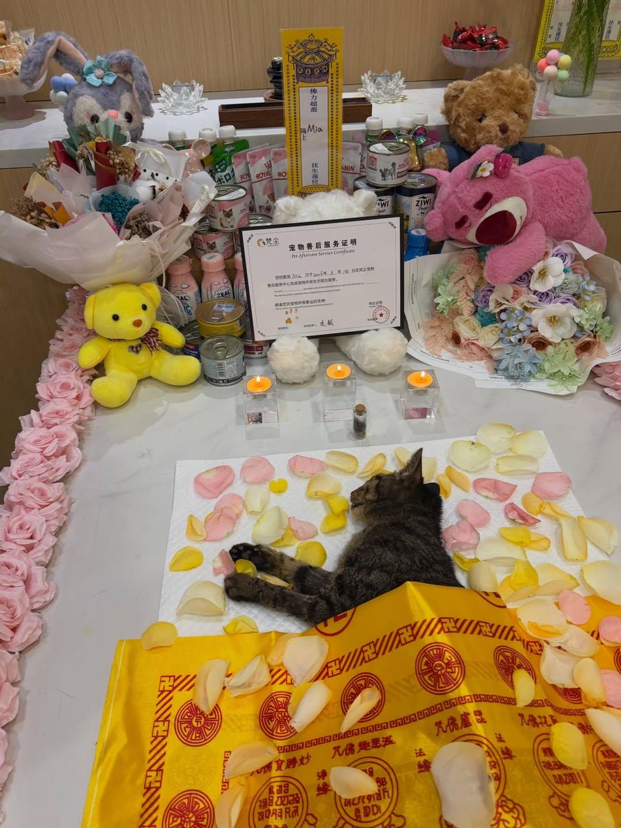 Sara Mary ⭐❤️ tweet media