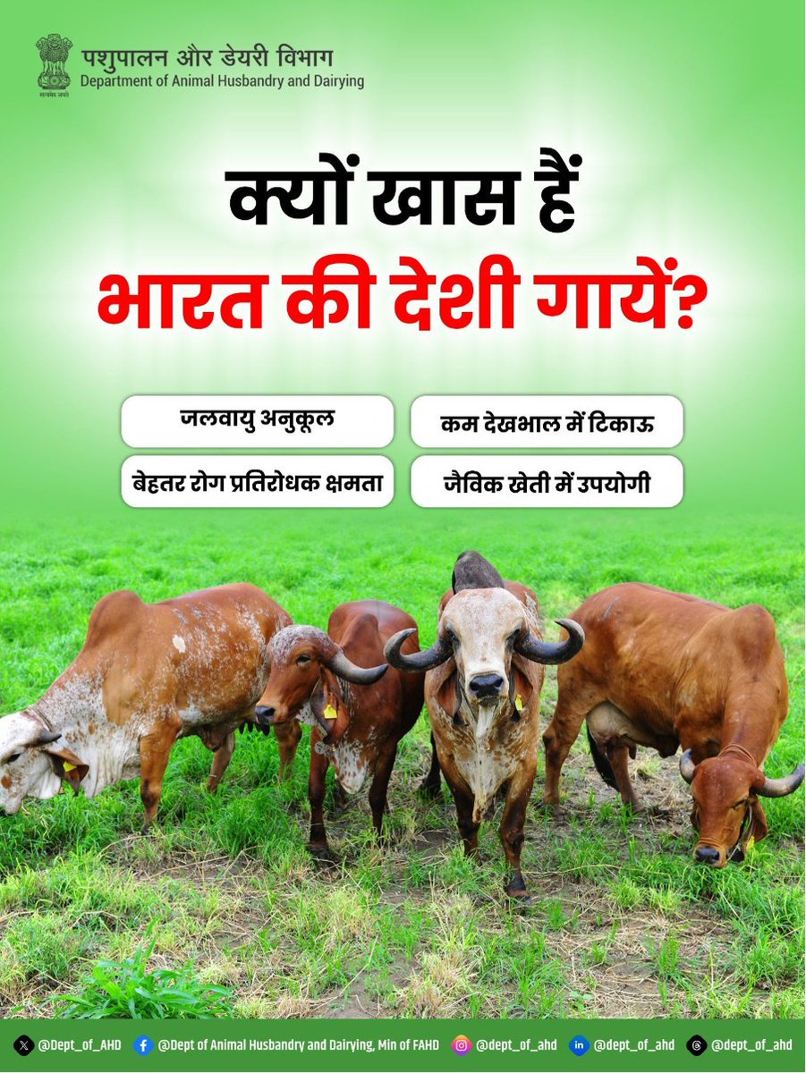 Dept_of_AHD's tweet image. क्यों खास हैं भारत की देशी गायें?

जलवायु के अनुकूल, कम देखभाल में टिकाऊ और बेहतर रोग प्रतिरोधक क्षमता भारत की देशी गायें पशुपालकों के लिए बेहद उपयोगी हैं।
साथ ही ये जैविक खेती को भी मजबूत बनाती हैं।

#DesiBreeds #OrganicFarming #AnimalHusbandry #DairyFarming