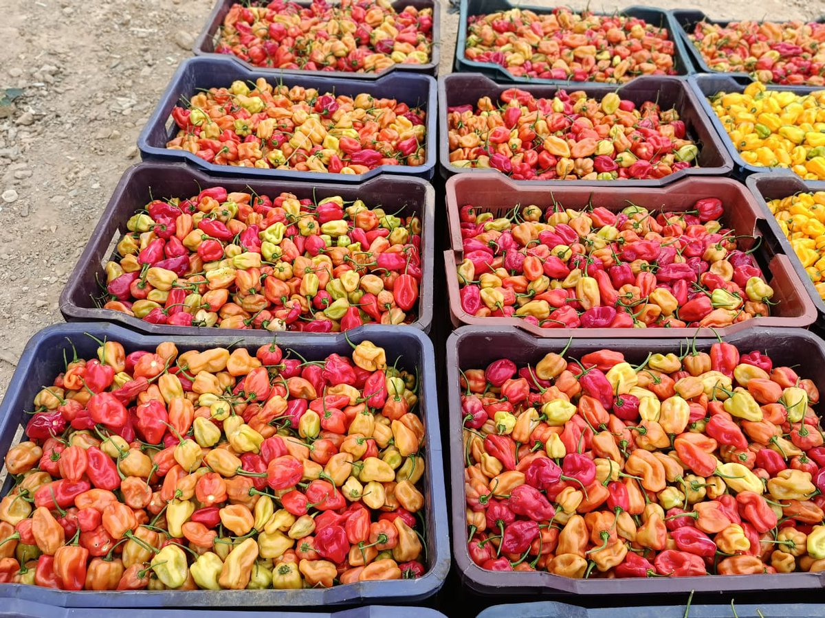 Baale of Milan🔴⚫ tweet media