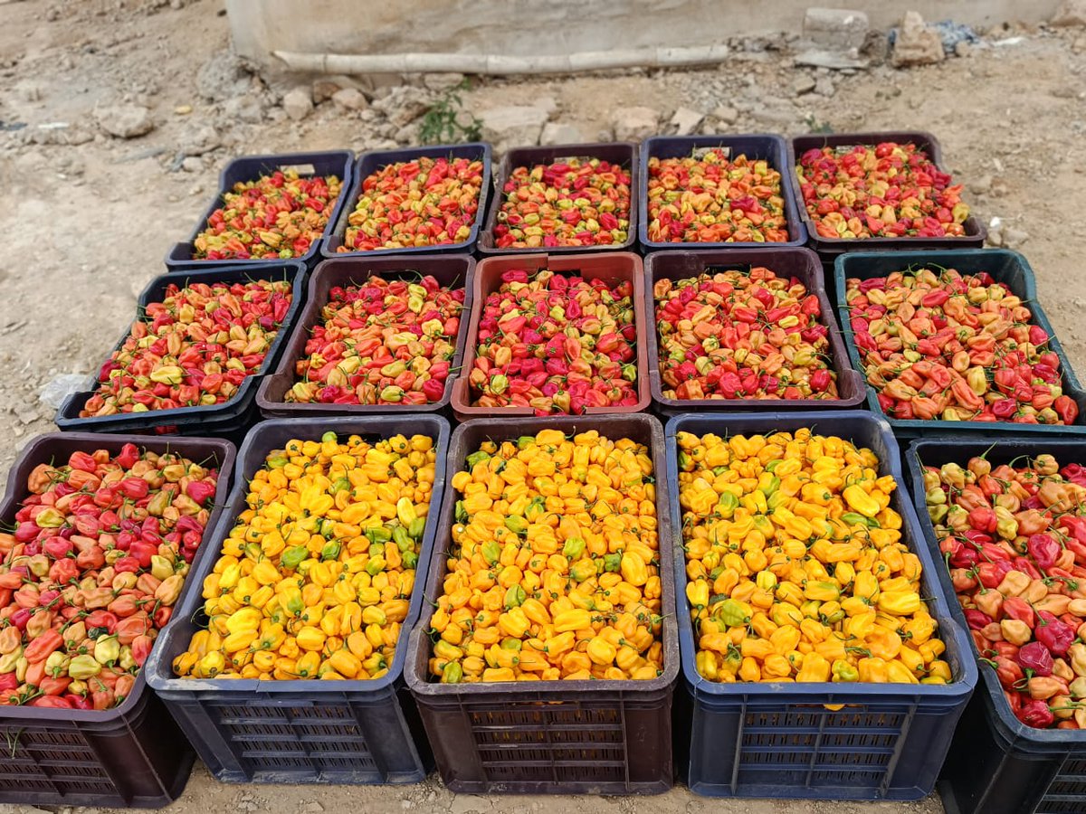 Baale of Milan🔴⚫ tweet media