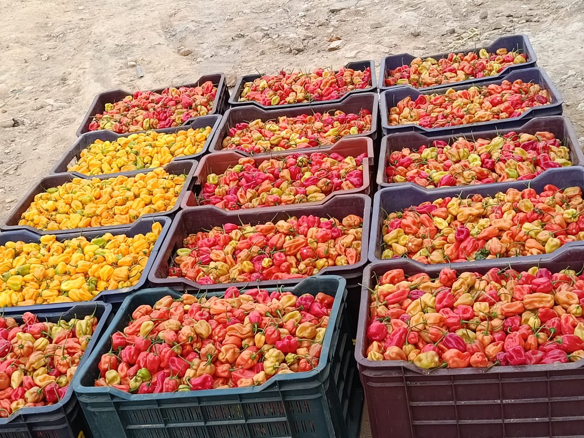 Baale of Milan🔴⚫ tweet media