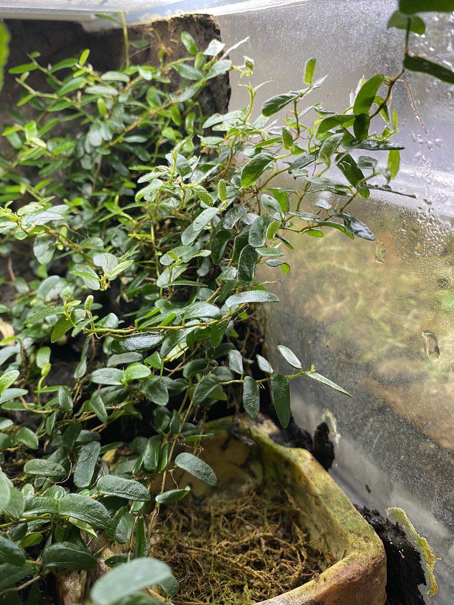 黎祁(れいき) tweet media