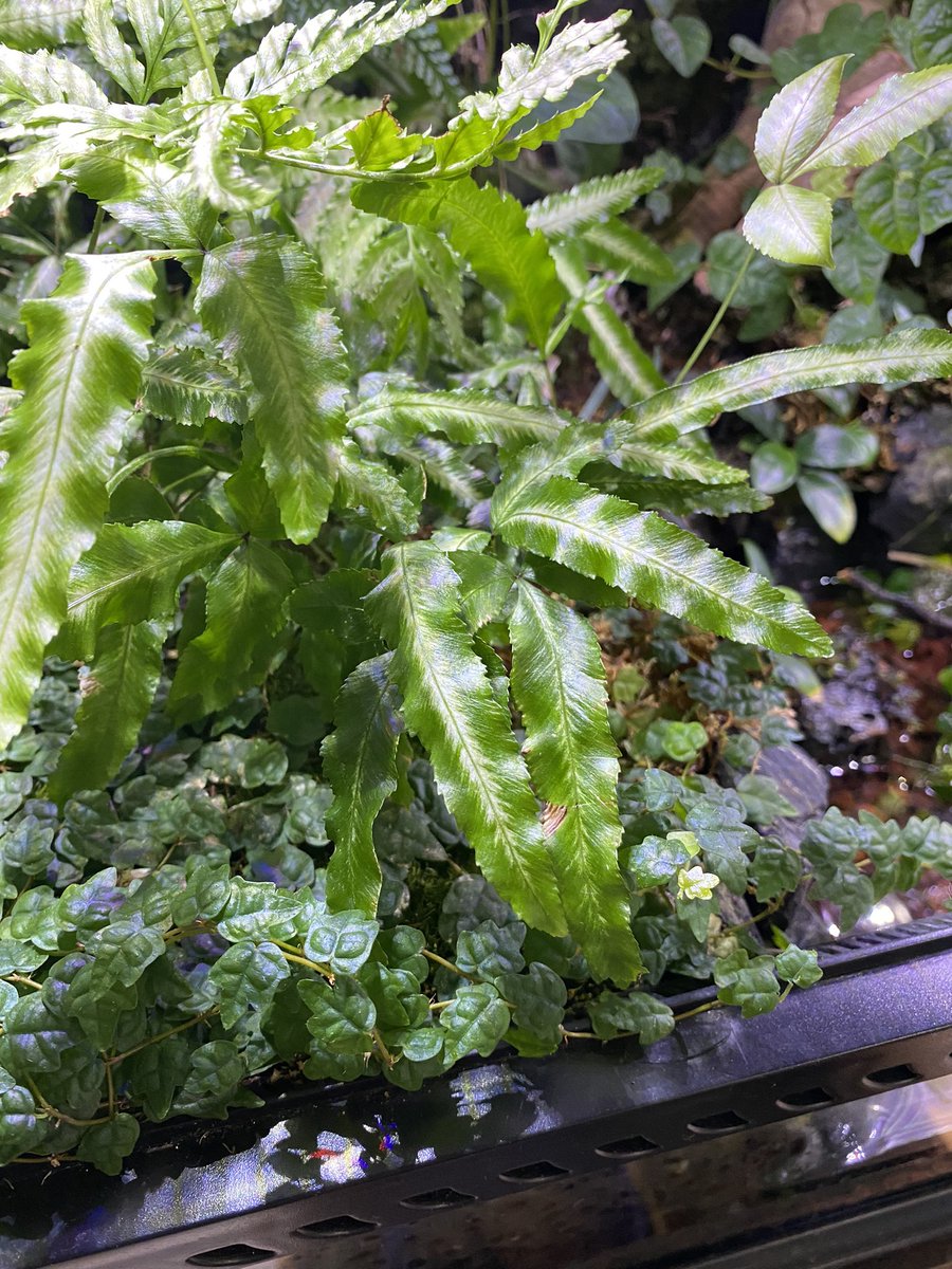 黎祁(れいき) tweet media