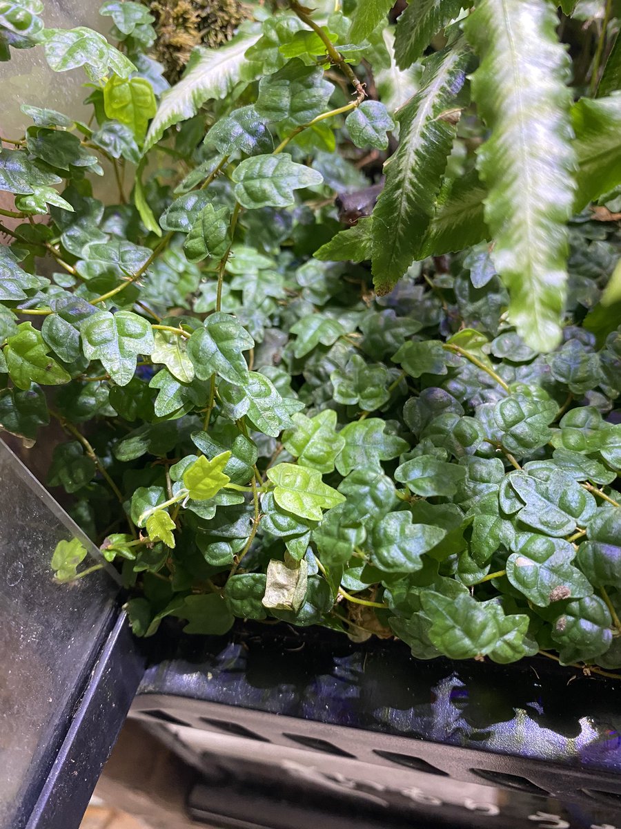 黎祁(れいき) tweet media