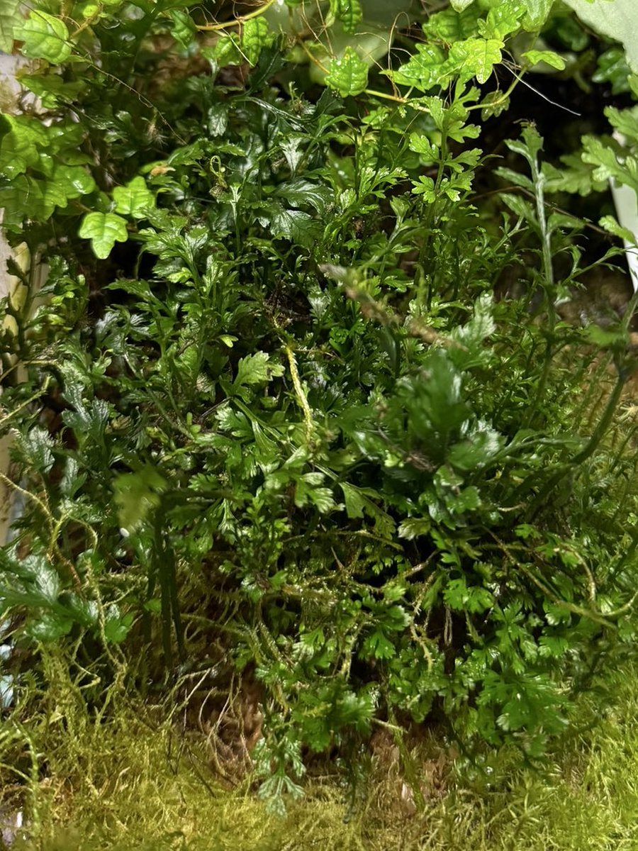 黎祁(れいき) tweet media