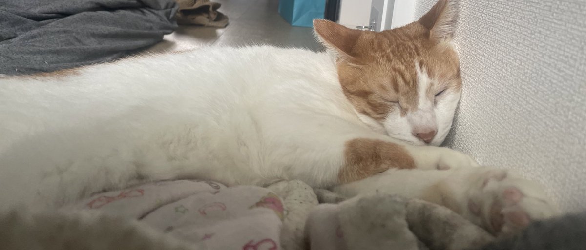 チャー坊 tweet media