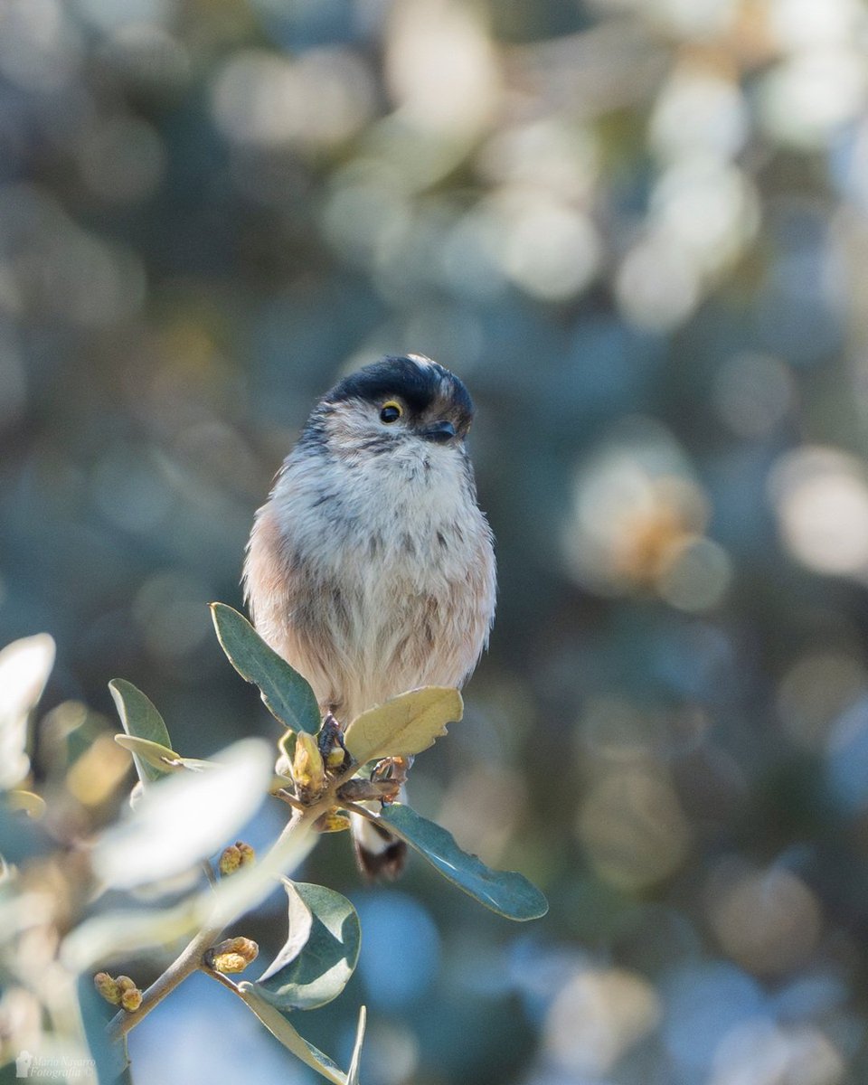 Mario Navarro tweet media