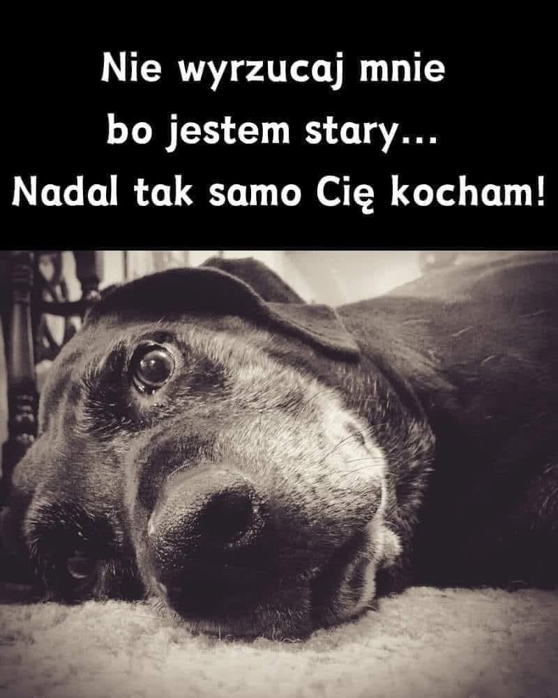 MiauMiauu1999's tweet photo. Są stare. Przewlekle chore. Niewidzialne.

Nie „ładne”, nie „łatwe”, często pomijane, wyrzucane...

A przecież wciąż czują ból, strach i potrzebę bliskości.

Zasługują na pomoc i opiekę.

https://t.co/Z8YTzIcNM2 https://t.co/lasDzfQQAu