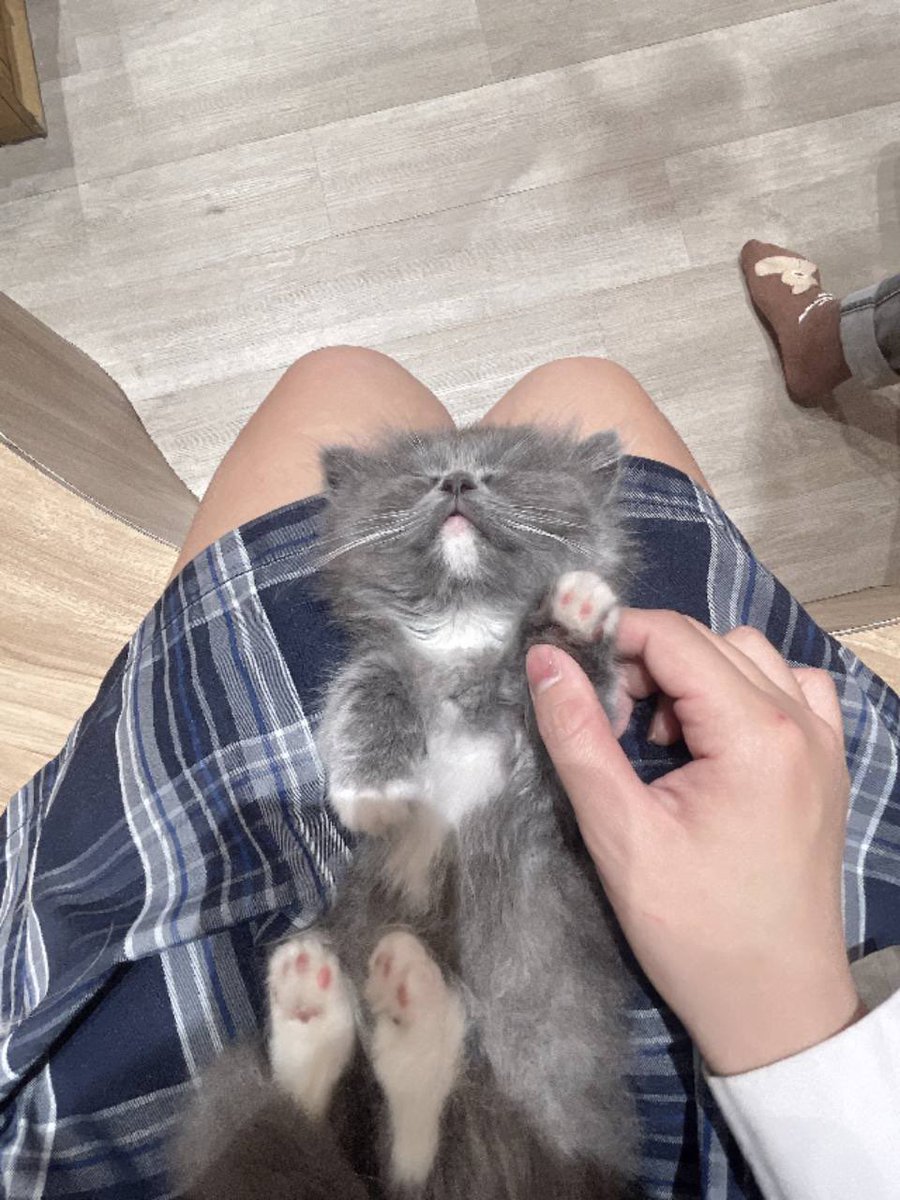 小小庫米😈 tweet media