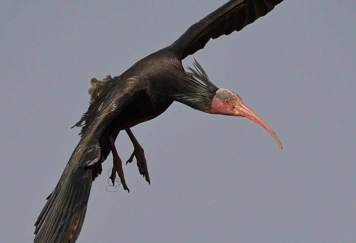 Dennis Morrison tweet media