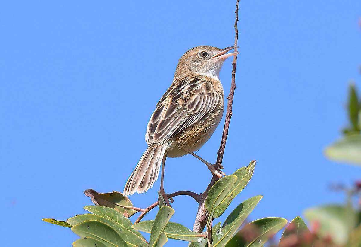 Dennis Morrison tweet media