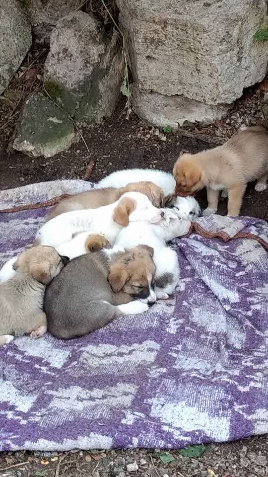 patili dostum😼🐕hak hukuk adalet tweet media