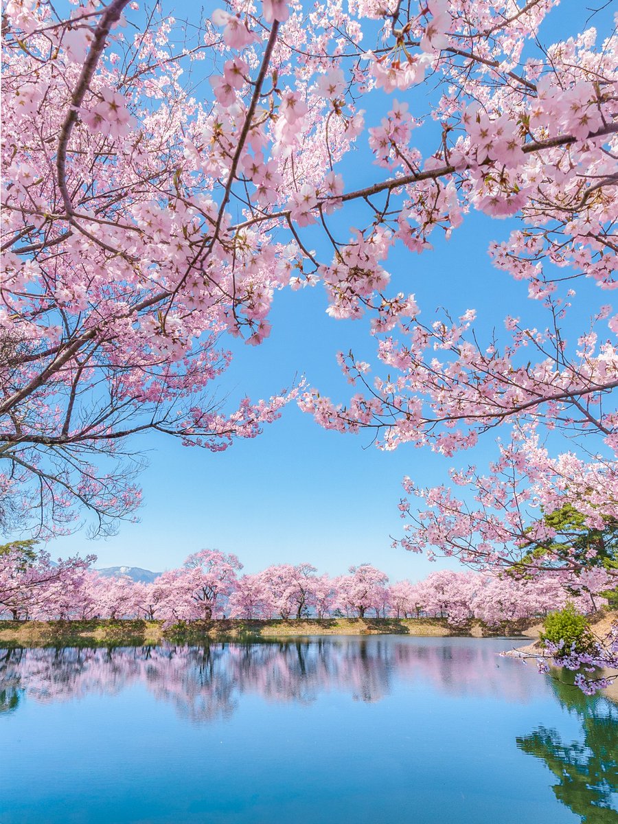 𝚋𝚒𝚛𝚍 tweet media