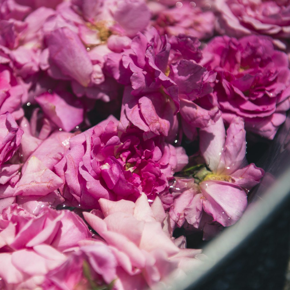 FERNANDA【公式】 tweet media