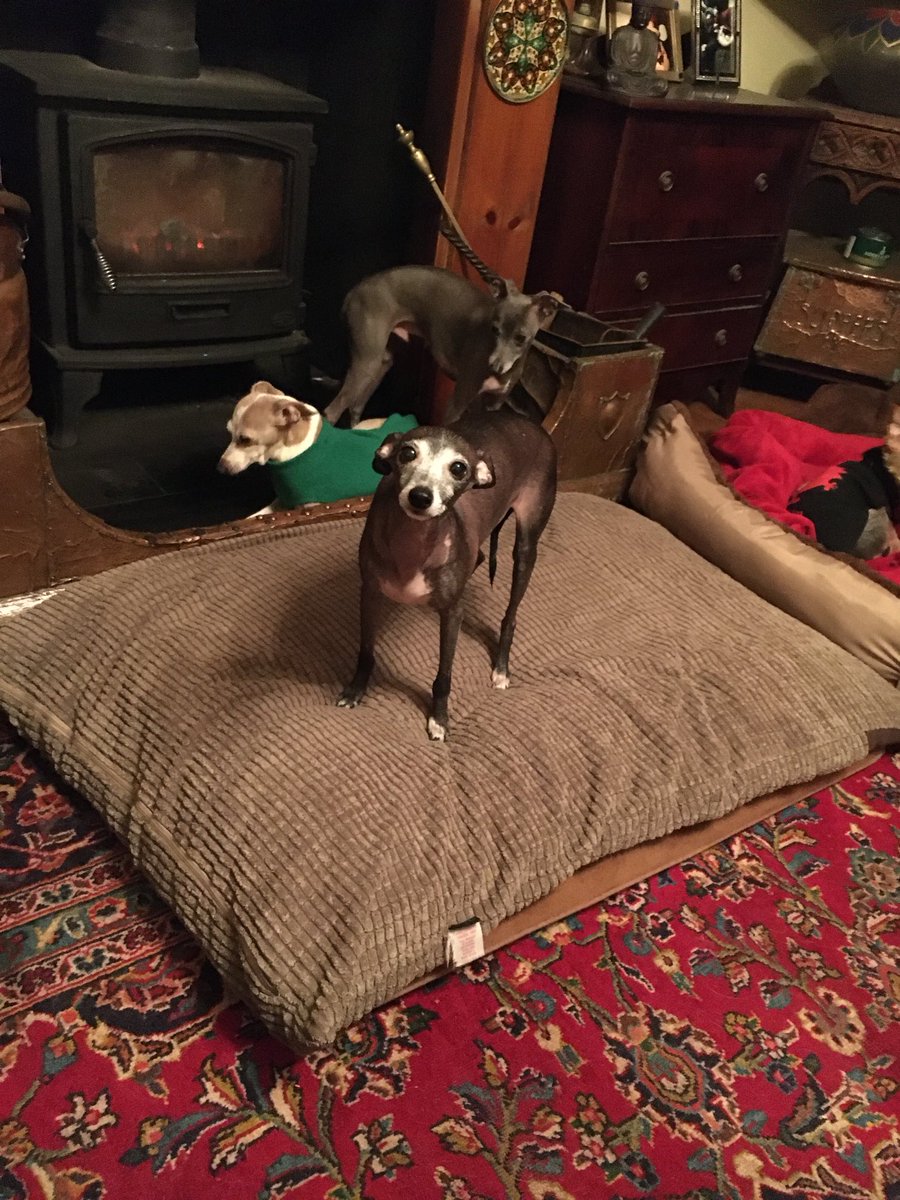 It is with a heavy heart that we say au revoir to our dearest Blossom this afternoon. She has deteriorated with respect to a number of health issues and it is time for her to join her mum on the other side of the Rainbow Bridge. Getting a bit smokey here!