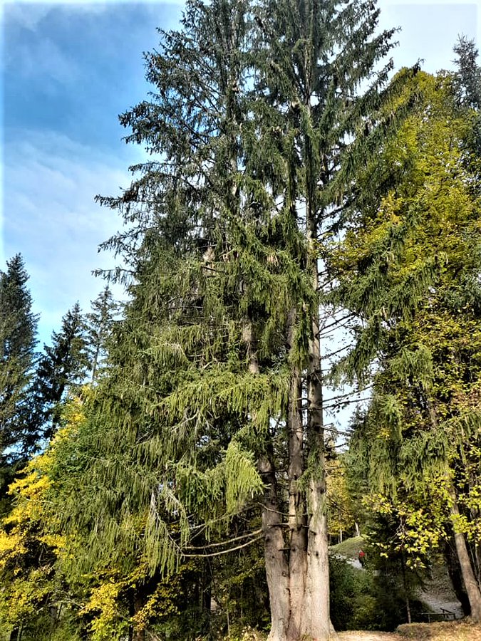 Green is a mission tweet media