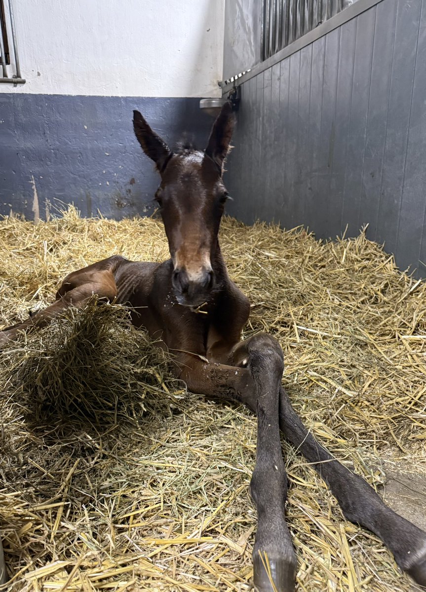 Madelen Ohlzon tweet media