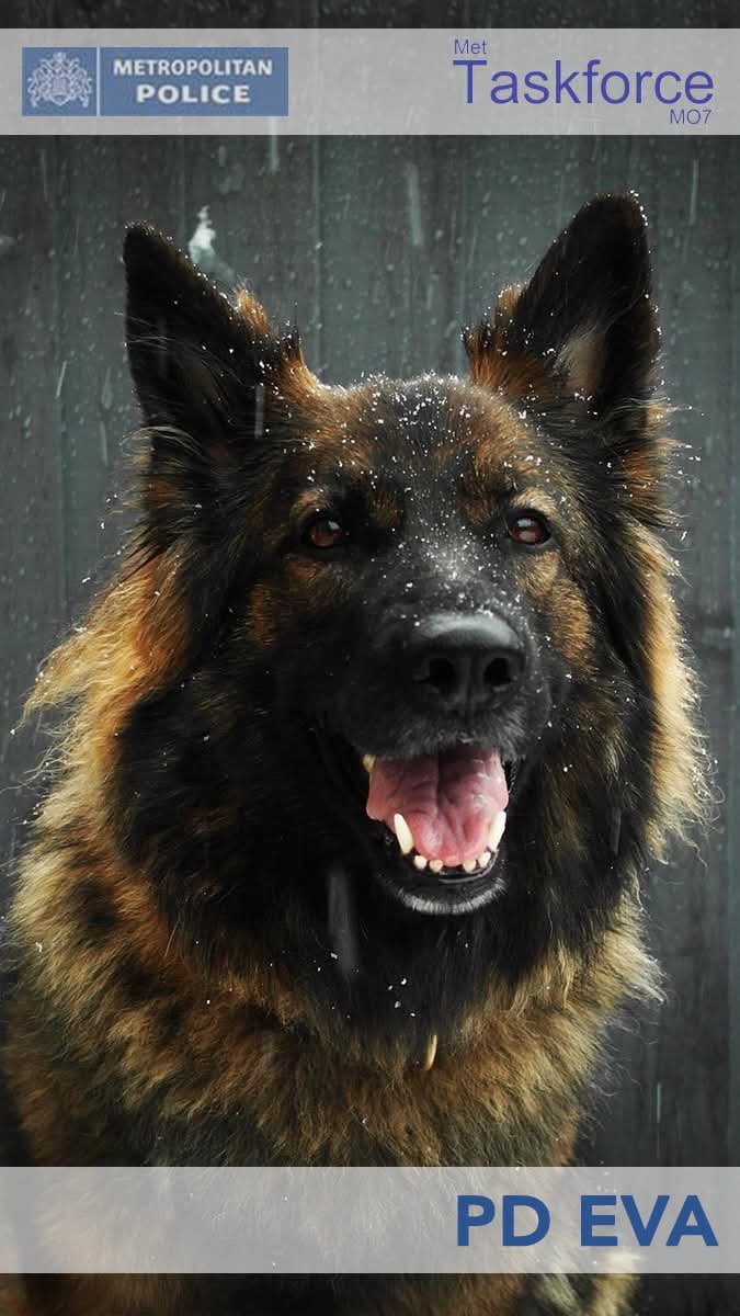 London Retired Police Dogs Trust tweet media