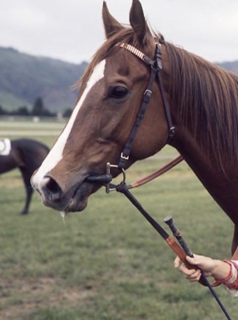 Mary Burgess 🏇 tweet media