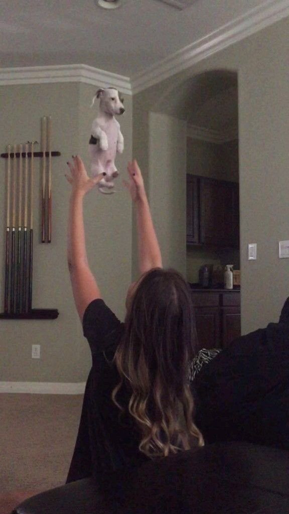 everything dogs 🐶 tweet media