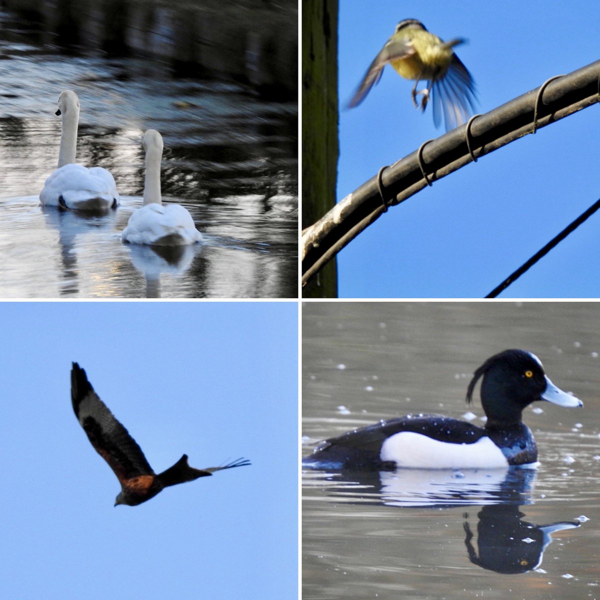 Steve Waldron tweet media