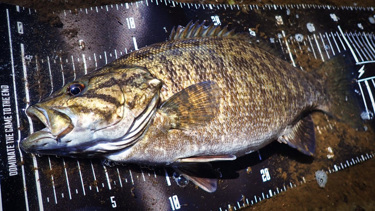 ゆーわん tweet media