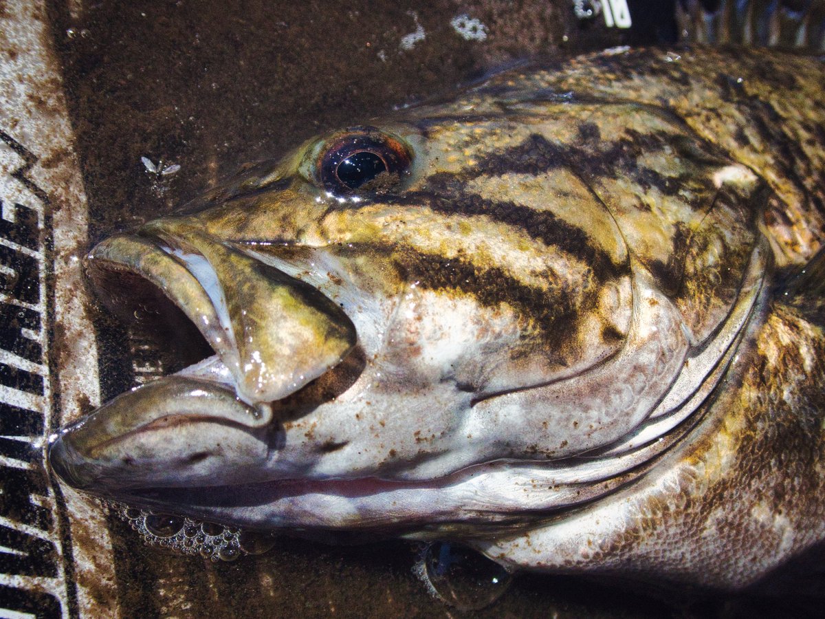 ゆーわん tweet media